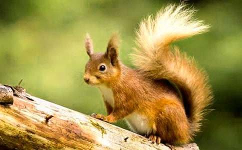 达尔文和小松鼠的优秀教案