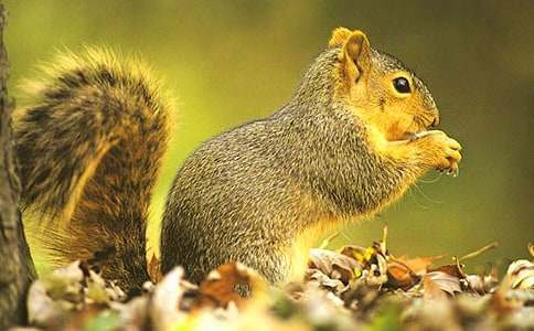 《松鼠》教案设计范文