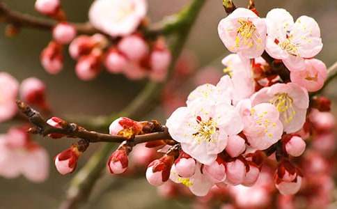 碧桃花的花语有什么含义