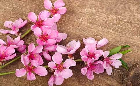 桃花岛的导游词12篇