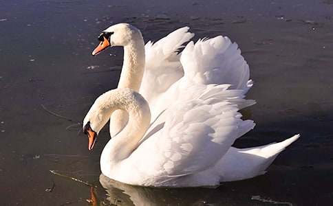 读《思想的天鹅》有感