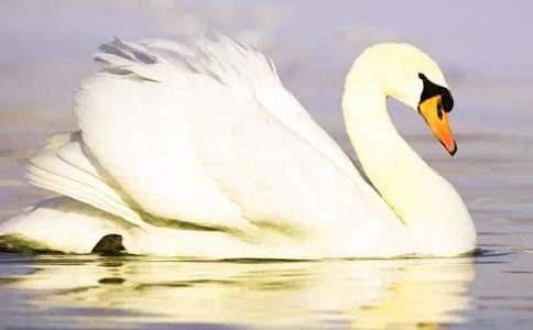 《黑天鹅紫水晶》读后感(精选15篇)