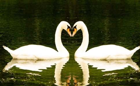 《天鹅的故事》教案合集10篇