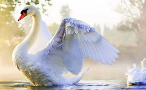 《天鹅的故事》教案范文汇编五篇