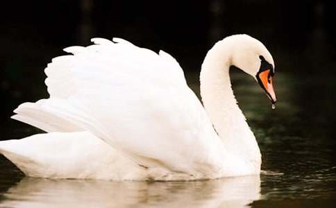 吉林望天鹅的导游词