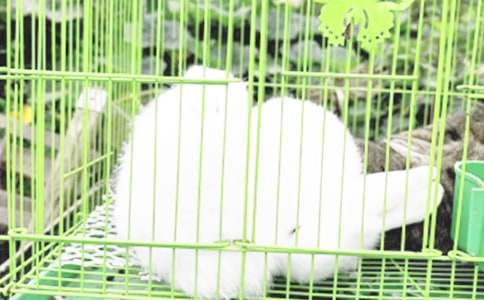 中班语言教案：小兔子开铺