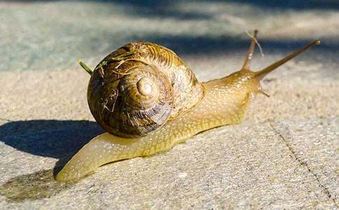 《蜗牛和玫瑰树》读后感