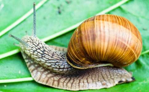 蜗牛动物作文14篇