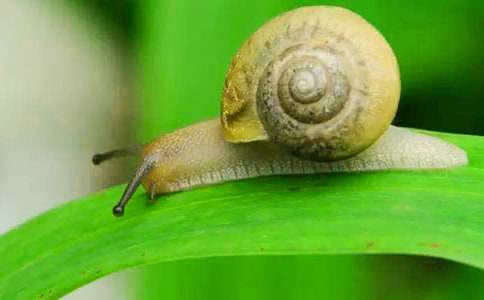 （优）可爱的蜗牛作文15篇