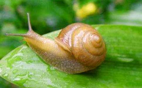 小班语言教案《变色蜗牛》