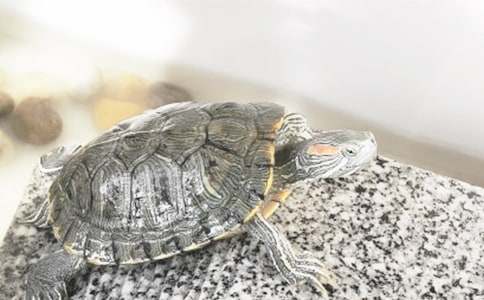 想飞的乌龟教案合集八篇