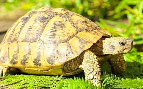 《聪明的乌龟》教案15篇