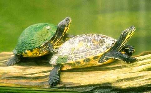 能闻出孩子味儿的乌龟读后感(实用)