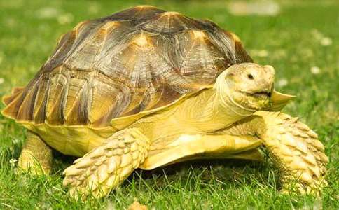 小动物乌龟作文