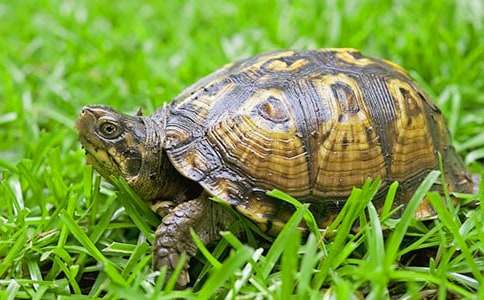 《小乌龟看爷爷》教案