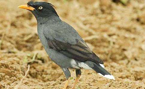 有关《乌鸦喝水》教案模板集合七篇