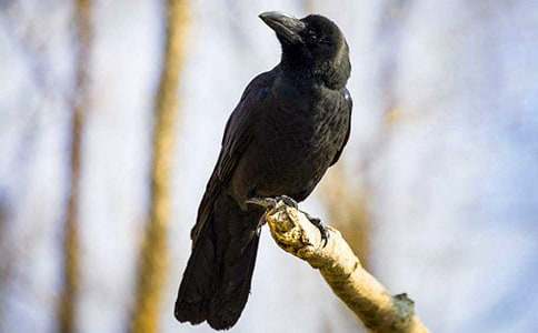 乌鸦喝水读后感15篇