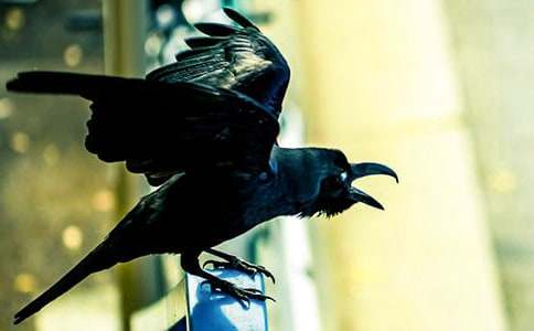 （优选）《乌鸦喝水》教案