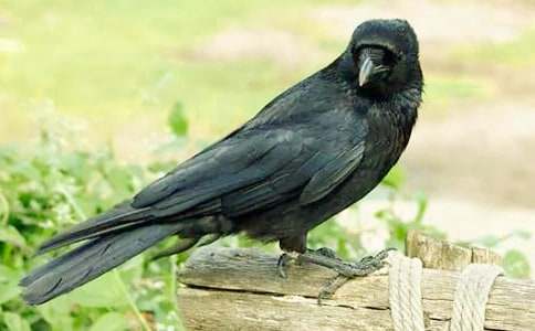 小乌鸦爱妈妈活动教案