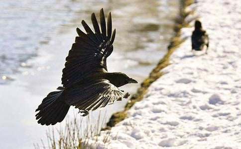 小学教学教案《乌鸦喝水》