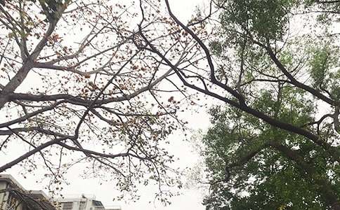 关于唯美午安祝福语汇总50句精选