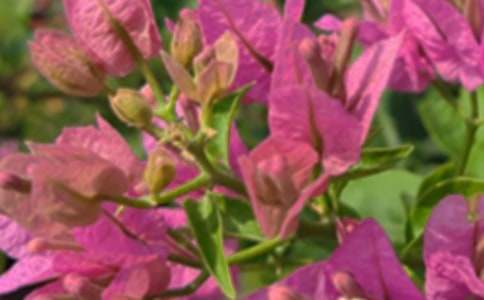 关于唯美午安祝福语（精选30句）