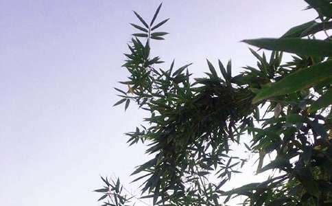 关于唯美午安祝福语汇总60句精选