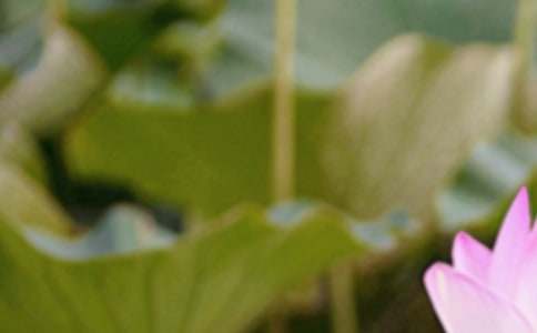 认识夏至节气教案（精选6篇）