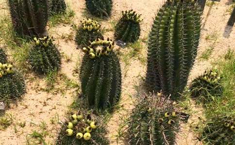 关于坚强的仙人掌作文6篇