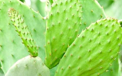 【推荐】仙人掌作文