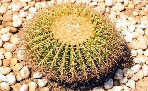 仙人掌作文15篇[实用]