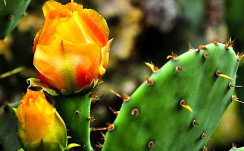 仙人掌作文(推荐)