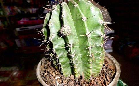 仙人掌作文集锦15篇