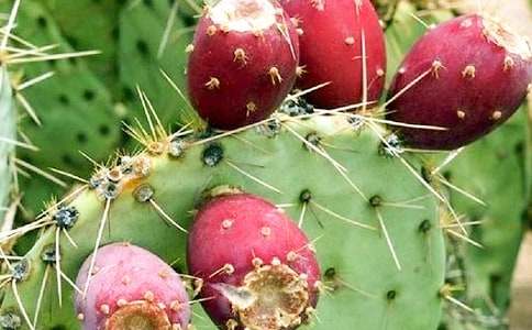 仙人掌作文汇编(15篇)