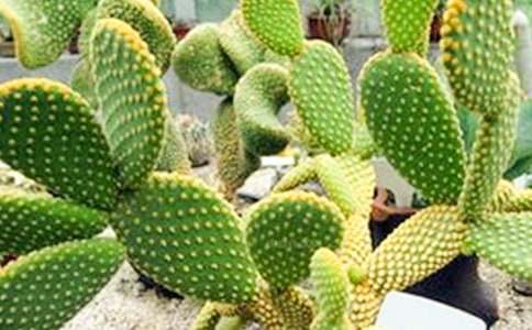 仙人掌作文15篇(通用)