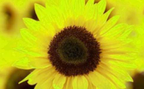 向日葵的花语15篇（荐）