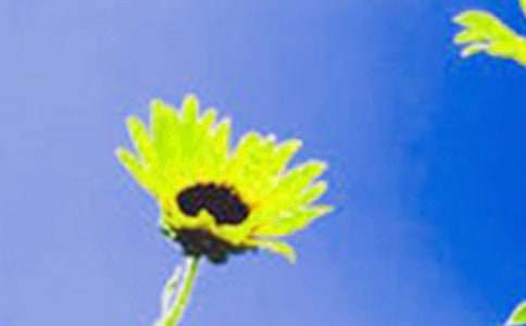 向日葵的花语15篇（通用）