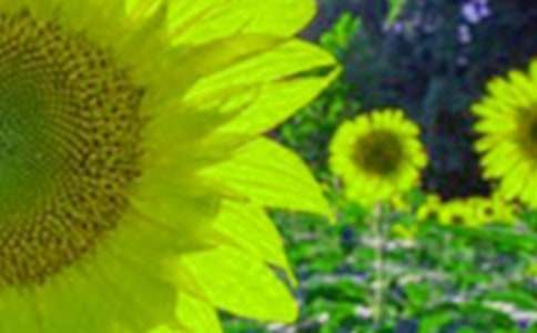 向日葵的花语(汇总15篇)