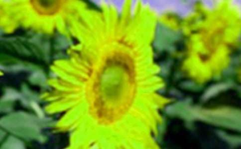 【推荐】向日葵的花语