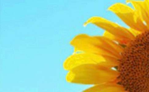 (经典)向日葵的花语