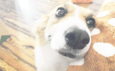 小狗学叫续写作文通用15篇