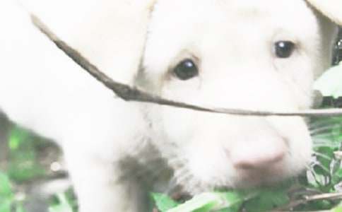 《小狗学叫》续写作文(通用26篇)