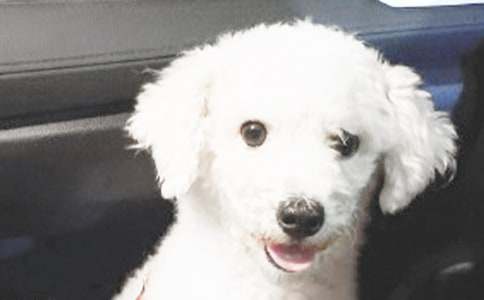 我家的小狗小学作文【精华】