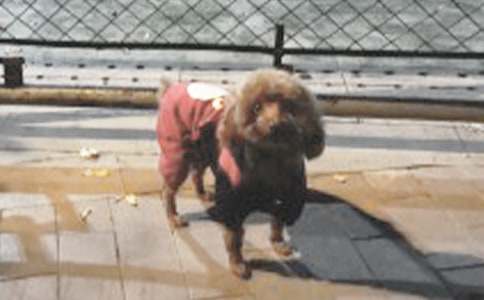 【推荐】小狗学叫续写作文