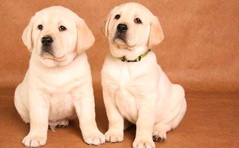 【精选】小学生可爱的小狗作文汇编五篇