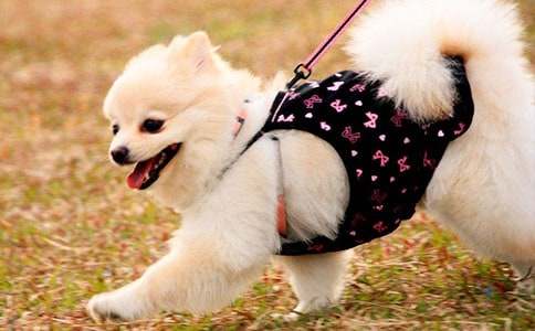 三年级小狗学叫续写作文（通用27篇）