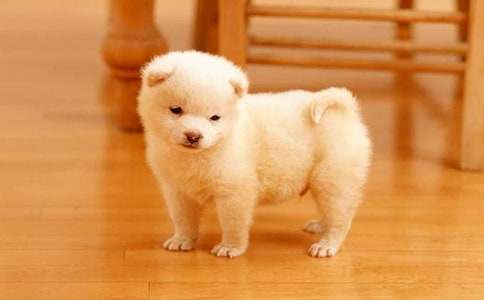 【精】小狗学叫续写作文