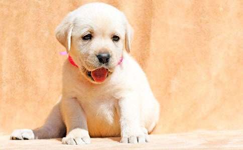 我家的小狗小学作文通用15篇