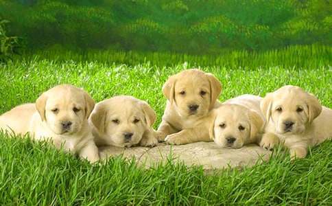 《小狗学叫》续写作文（精选44篇）