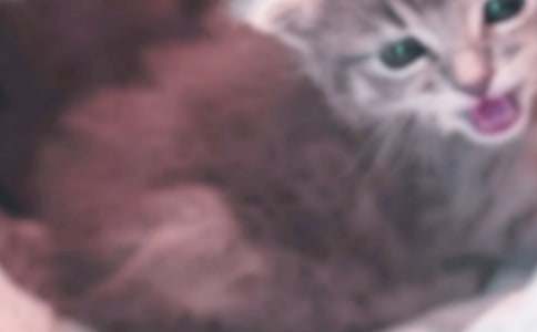 关于小学小猫作文400字集合九篇